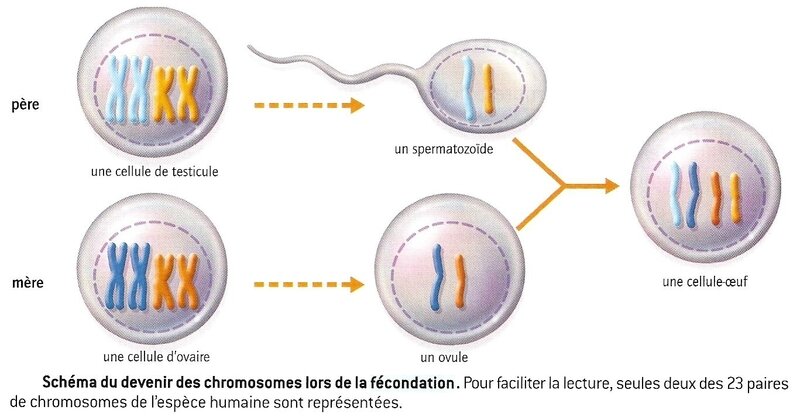 X-chromosome-XX-chromosom