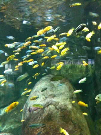 aquarium avril 2012 216