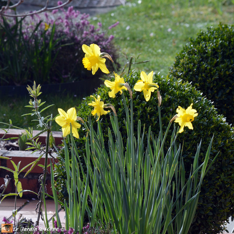 Narcisse Tête-à-tête-2
