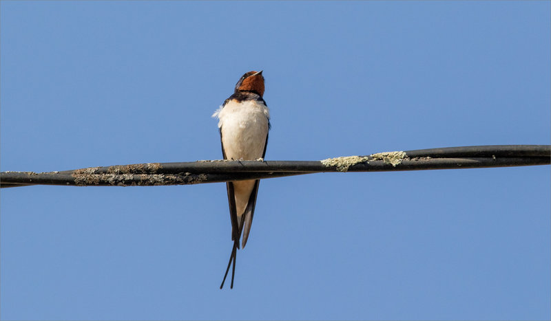 Oiseau hirondelle rustique 1 160422