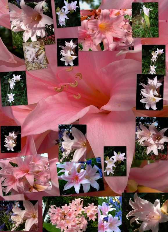 Amaryllis_belladonna