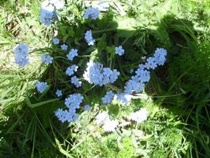 myosotis