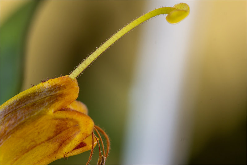 Macro fleur plante verte 5 280822