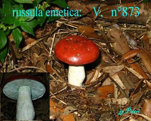 russula_emetica__n_873