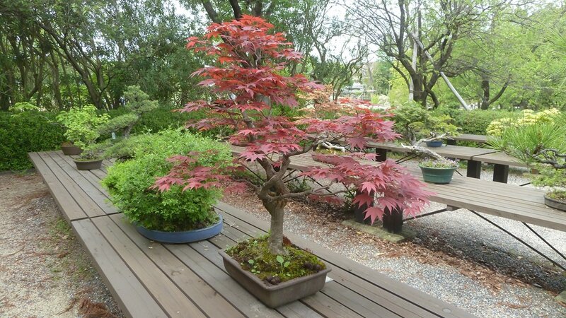 Japon 2016-5034 Kyoto Jardin botanique