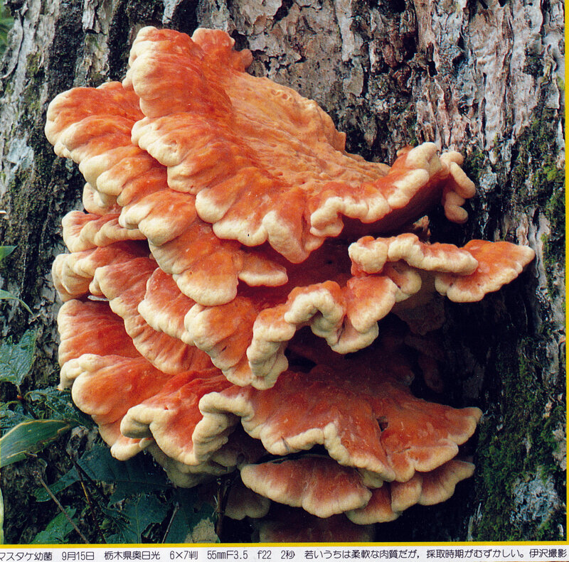 Laetiporus sulphureus IOH 461a