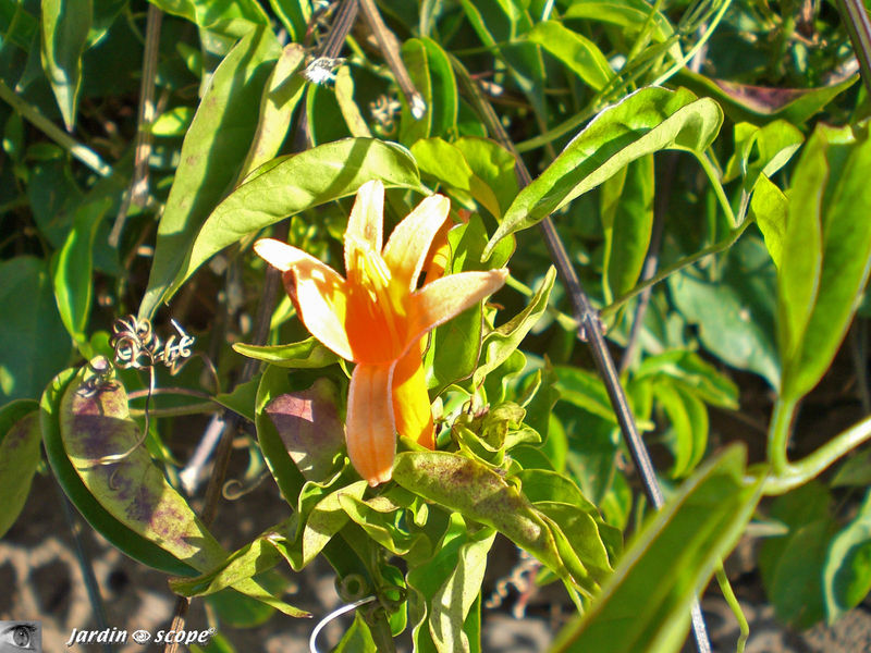 9002-Pyrostegia-venusta