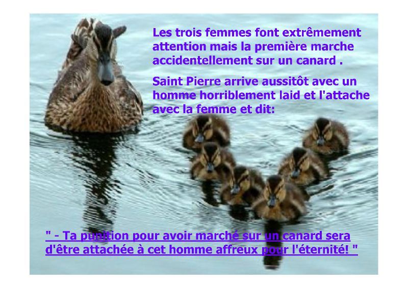 Canards une petite blague p rire X [Mode de compatibilité](2)