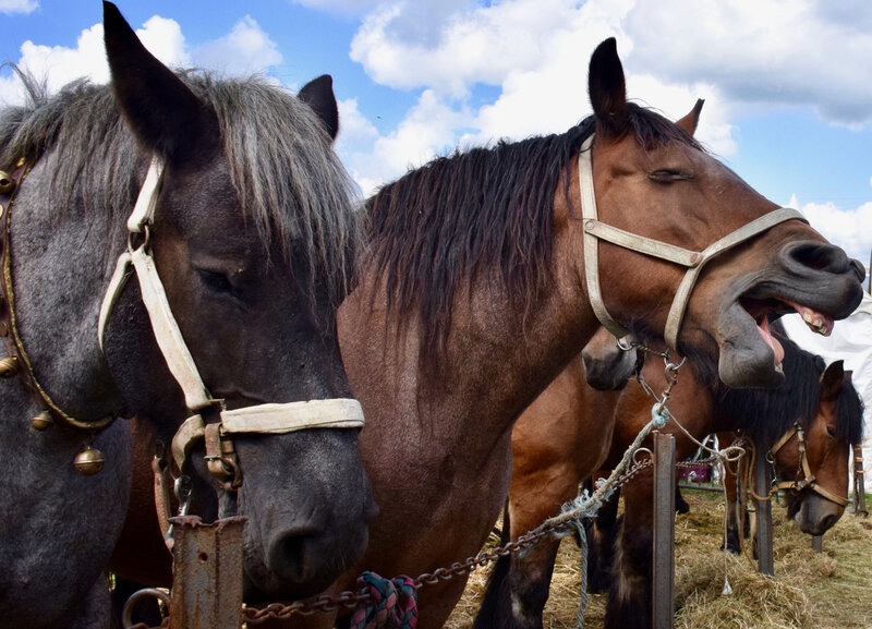 FOIRE FROMAGES LA CAPELLE 2019 CHEVAUX TRAIT DU NORD chevaux rire