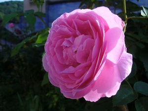 rose_ancienne_rose2