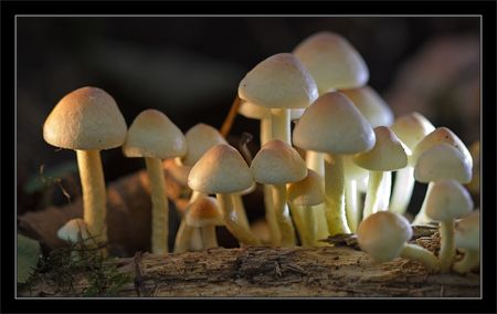 Galuchet_manif_champignons_eclairage_280910