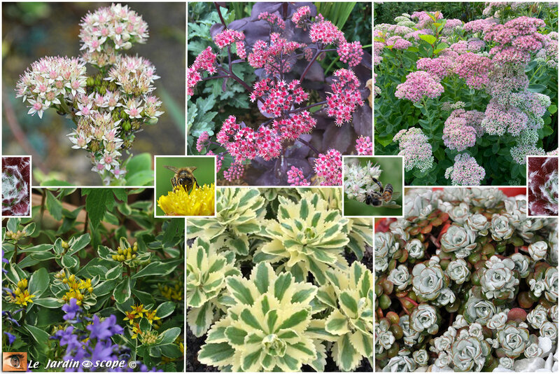 Collection-de-sedums