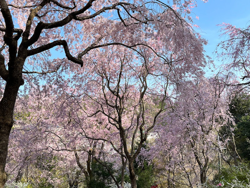 Cerisier Kyoto 2