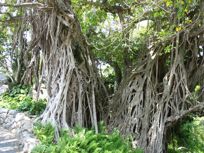 Jour 35 - 032 - Yakushima - Nakama Gajumaru Banyan - Mangrove