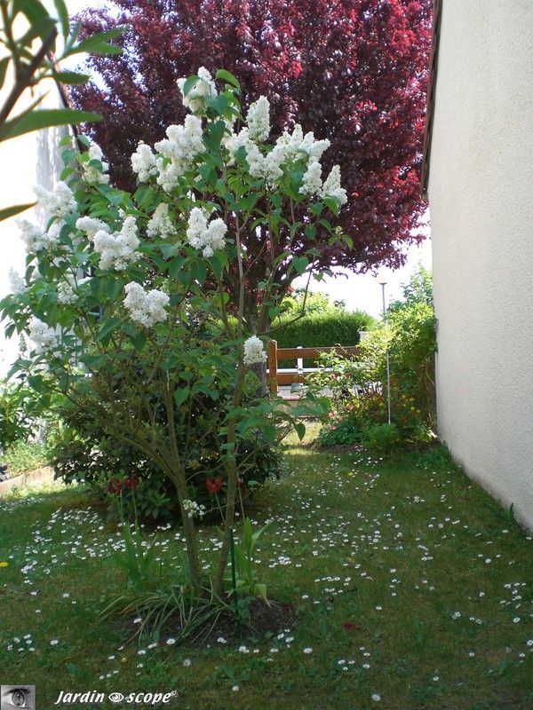 Le Lilas dans l'allée ''Sylvain