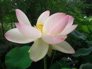 lotus