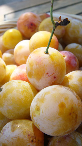 mirabelles