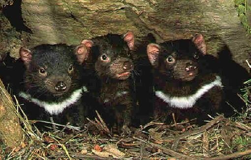 baby-tasmanian-devils