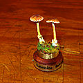 Amanita fulva