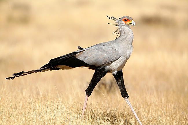 Le serpentaire histoire d un oiseau v loce Vole