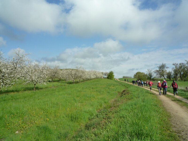 vergers en fleurs