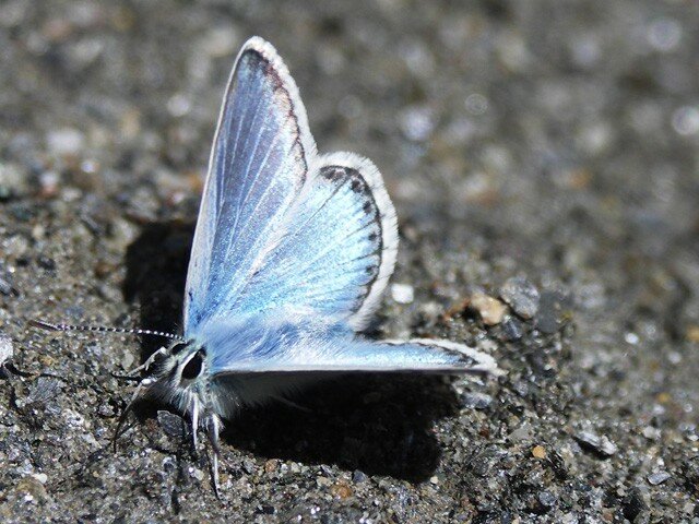 papillon_bleu