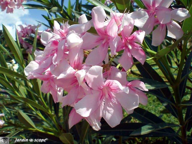 Nerium Oleander à fleurs rose-pâle veinées de rouge