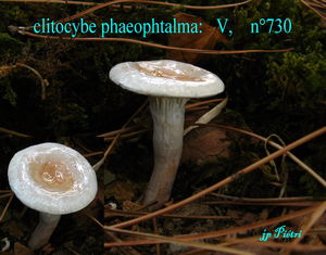 clitocybe_phaeophtalma__n_730