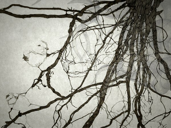 roots