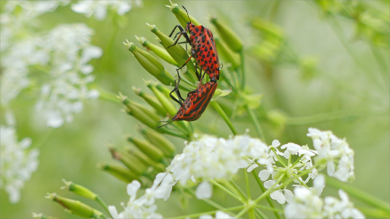 Insectes gendarmes accoupl goutte 090523