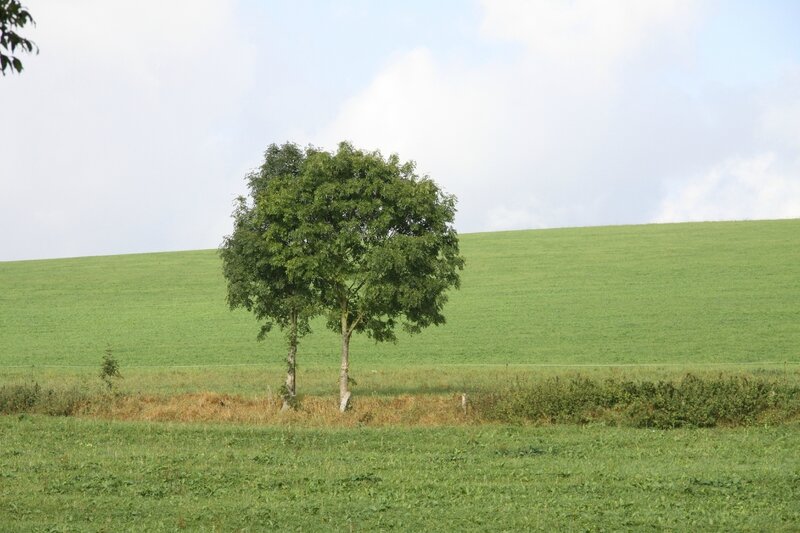 paysage Forêt