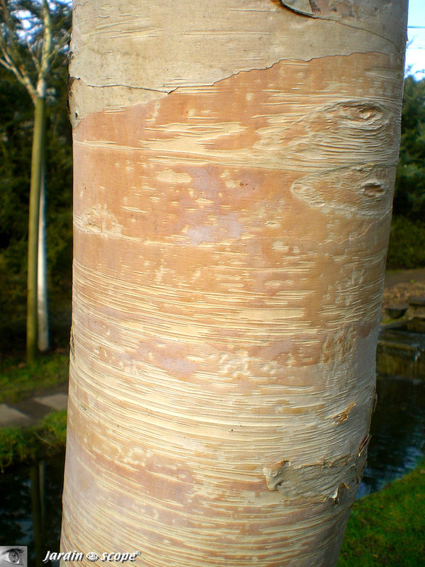 Bouleau de Mandchourie • Betula costata • Famille des betulaceae