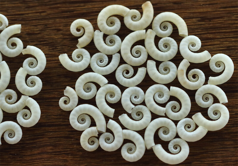 Spirula spirula