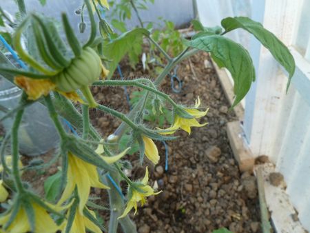 27-premières tomates stupice et joyau d'oaxaca (5)