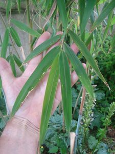 photo 17-Longues feuilles de Yushania papyrifera