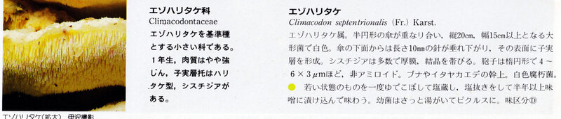 Climacodon septentrionalis IOH 435b Izawa