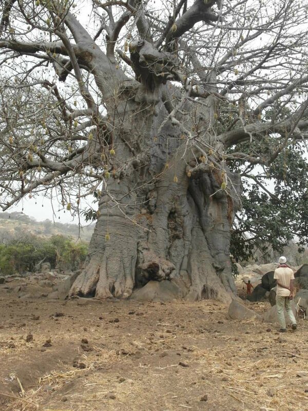 magnifique baobab arbre mythique en afrique