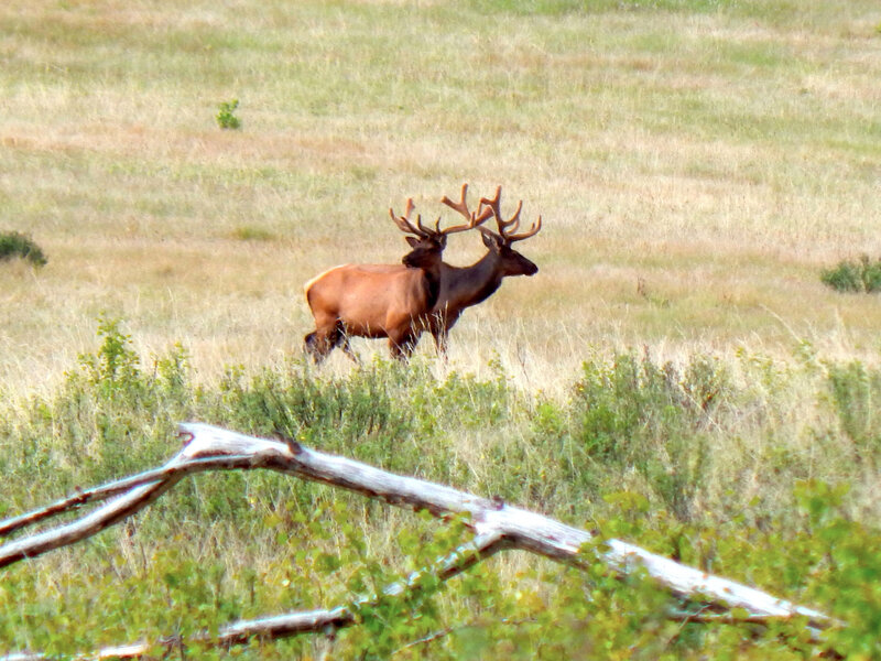 banff_bow valley_wapitis 3