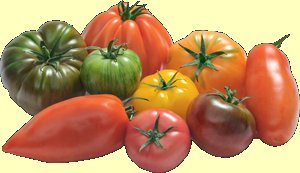 Tomate 1