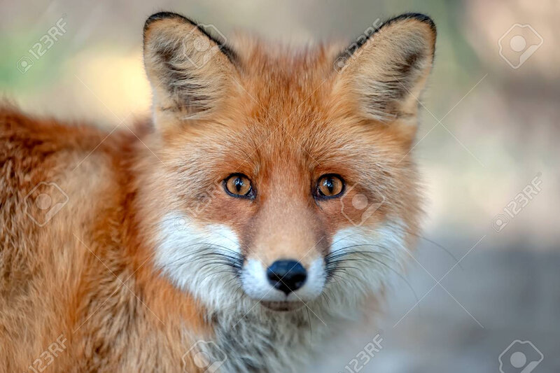 111536127-close-up-funny-young-red-fox-portrait