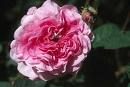 rose_damas