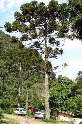 290px_Araucaria_angustifolia