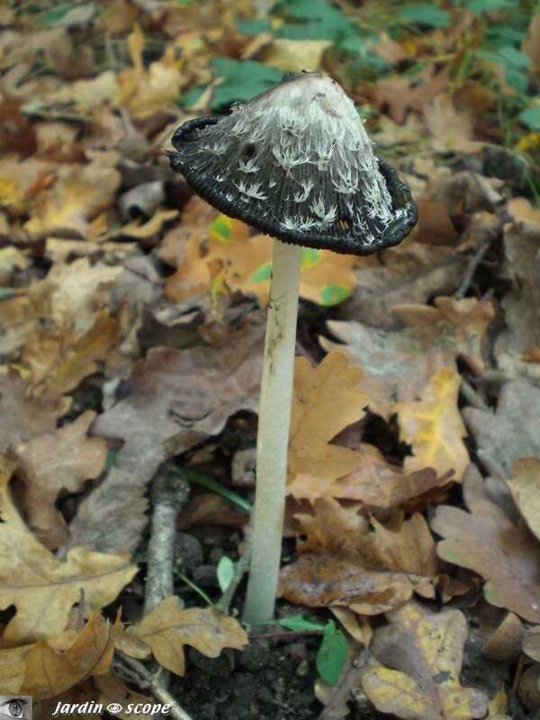 Coprin-pie ou Coprin blanc et noir • Coprinus picaceus