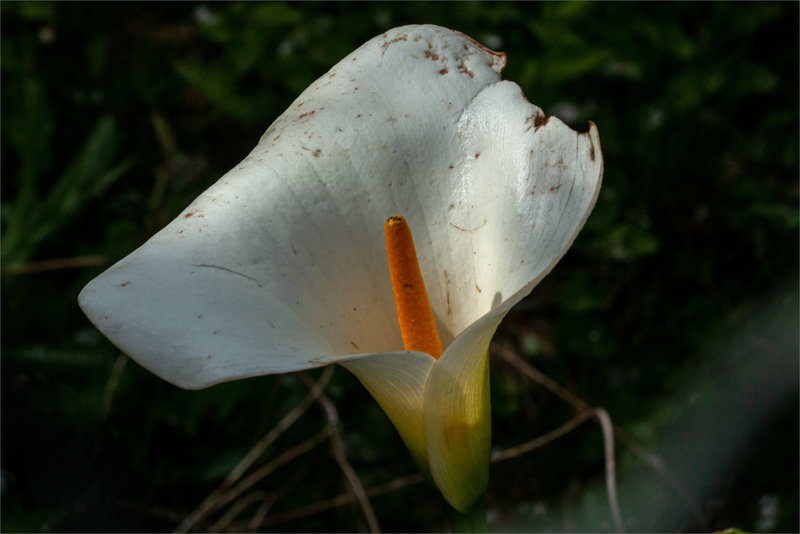 Fleur arum 090422