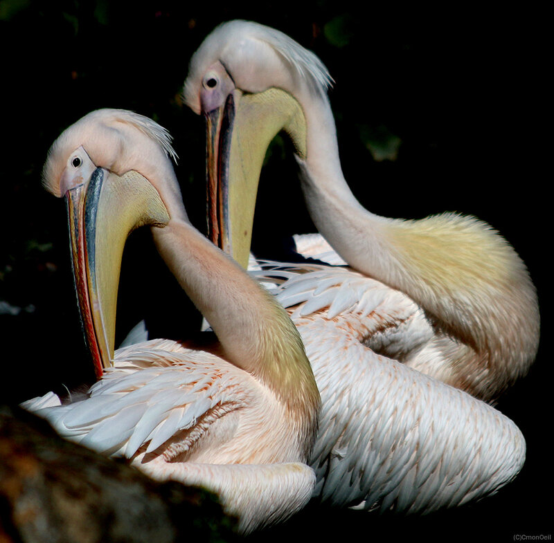 pelican10