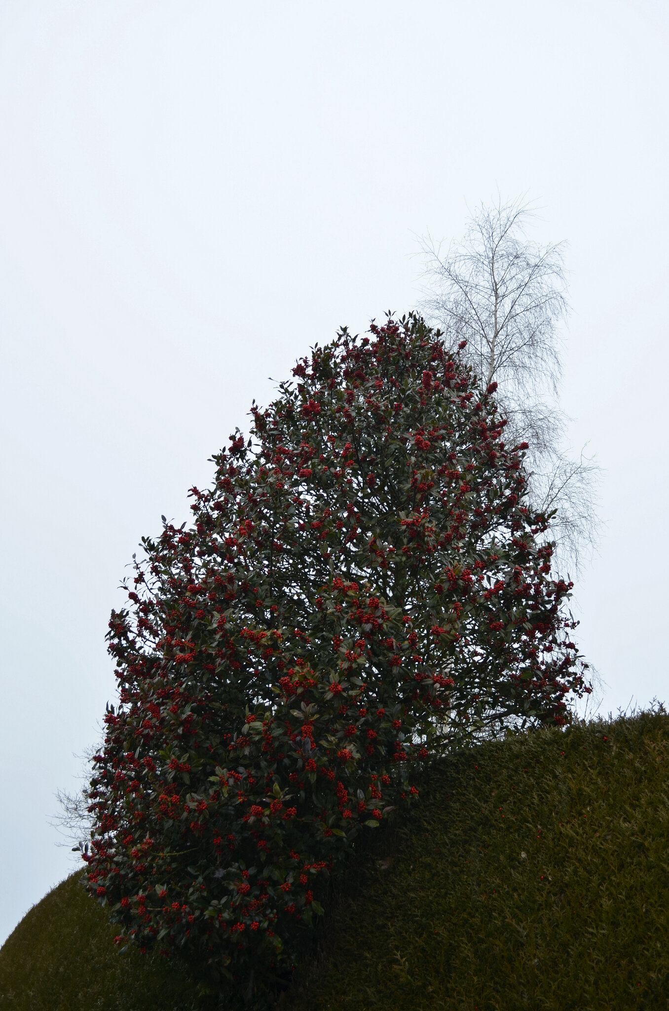 15_Jan_