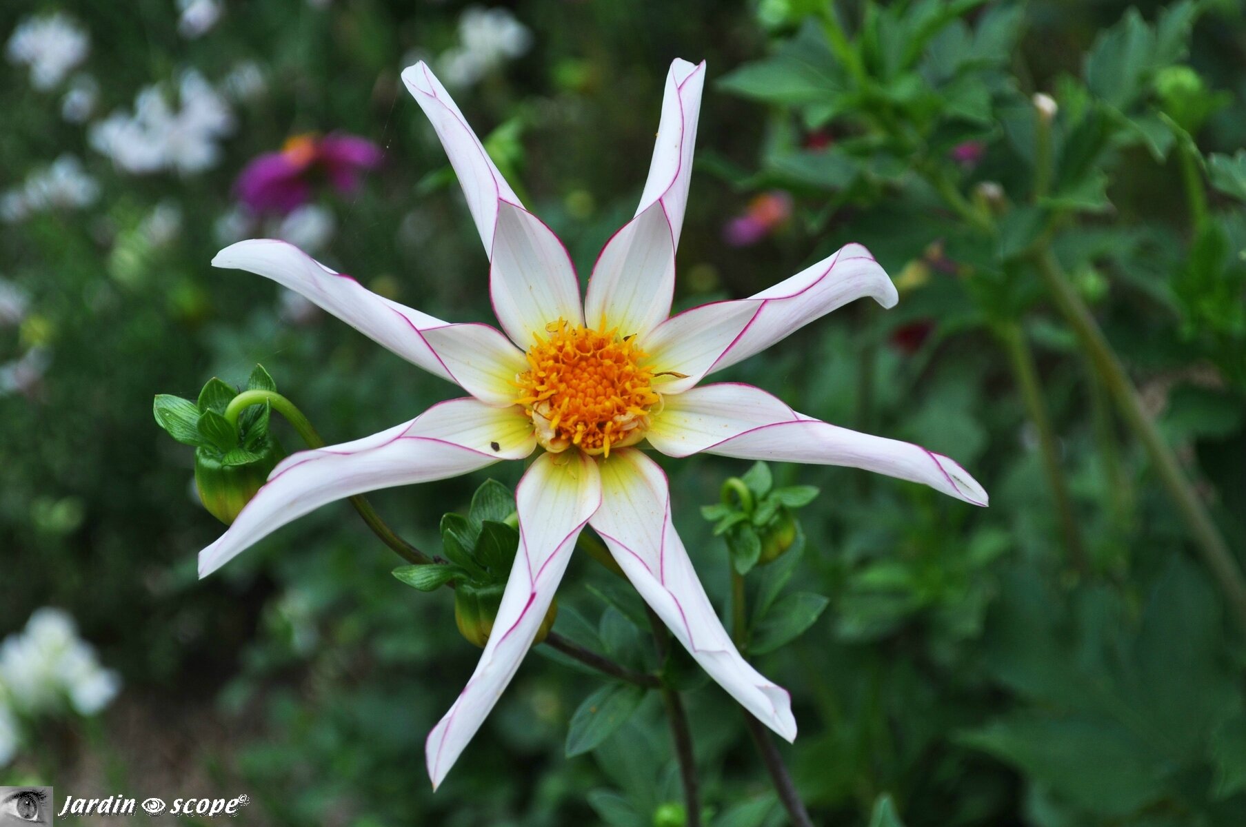 Dahlia Honka fragile