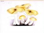 212 Tricholoma sejunctum b