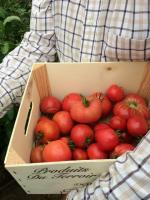 Quelques variétés de tomates Pêche, Marmande de Brécenne, Coeur de boeuf rouge, Grégori Altaii, Black cherry