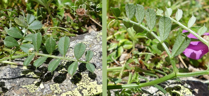 feuilles supérieures à limbe composé de 8-12 folioles tronquées ou émarginées mucronées vrille courte stipules entières